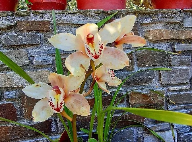 Katerina Fotopoulos & - Papanero Com Lägenhet *